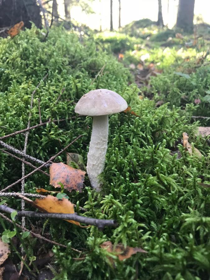 Gawramaszki - Agroturystyka - Komfortowe Pokoje Z Lazienkami I Aneksami Kuchennymi Węgorzewo Extérieur photo