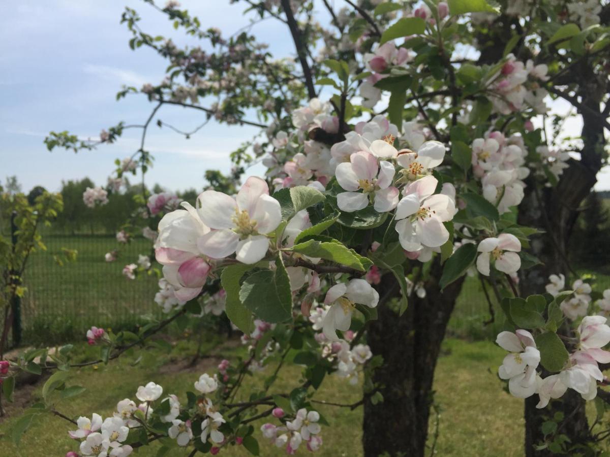 Gawramaszki - Agroturystyka - Komfortowe Pokoje Z Lazienkami I Aneksami Kuchennymi Węgorzewo Extérieur photo